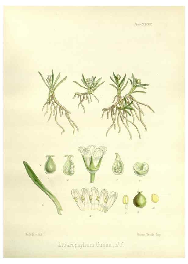Reproducción/Reproduction 32297630233: The botany of the Antarctic voyage of H.M. discovery ships Erebus and Terror in the Years 1839-1843. London :Reeve Brothers,1844-1860.
