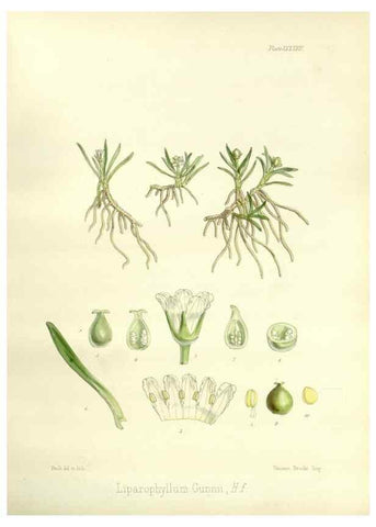 Reproducción/Reproduction 32297630233: The botany of the Antarctic voyage of H.M. discovery ships Erebus and Terror in the Years 1839-1843. London :Reeve Brothers,1844-1860.