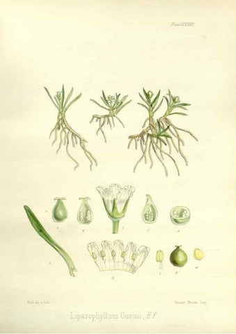Reproducción/Reproduction 32297630233: The botany of the Antarctic voyage of H.M. discovery ships Erebus and Terror in the Years 1839-1843. London :Reeve Brothers,1844-1860.