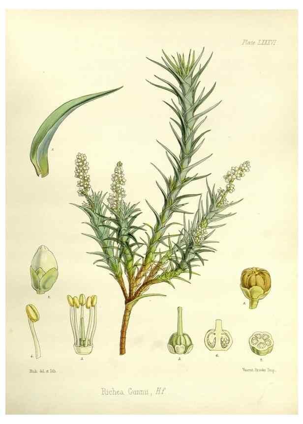 Reproducción/Reproduction 32297628193: The botany of the Antarctic voyage of H.M. discovery ships Erebus and Terror in the Years 1839-1843. London :Reeve Brothers,1844-1860.