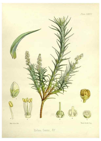 Reproducción/Reproduction 32297628193: The botany of the Antarctic voyage of H.M. discovery ships Erebus and Terror in the Years 1839-1843. London :Reeve Brothers,1844-1860.