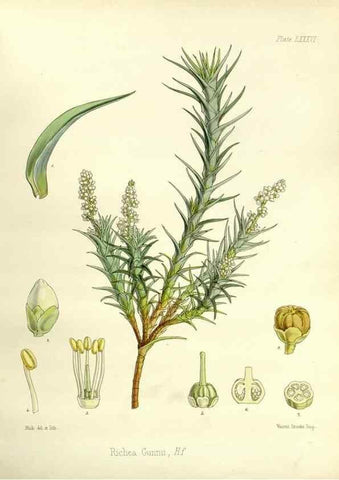 Reproducción/Reproduction 32297628193: The botany of the Antarctic voyage of H.M. discovery ships Erebus and Terror in the Years 1839-1843. London :Reeve Brothers,1844-1860.