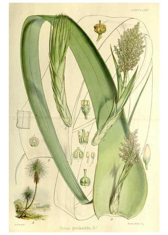 Reproducción/Reproduction 32297626193: The botany of the Antarctic voyage of H.M. discovery ships Erebus and Terror in the Years 1839-1843. London :Reeve Brothers,1844-1860.