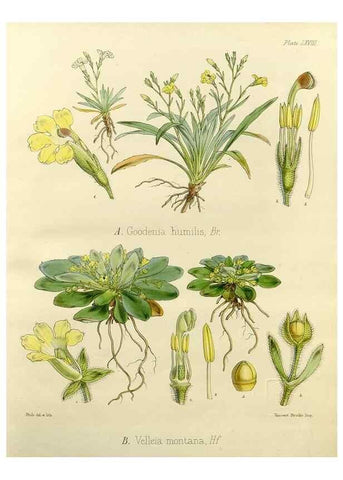 Reproducción/Reproduction 33071521716: The botany of the Antarctic voyage of H.M. discovery ships Erebus and Terror in the Years 1839-1843. London :Reeve Brothers,1844-1860.