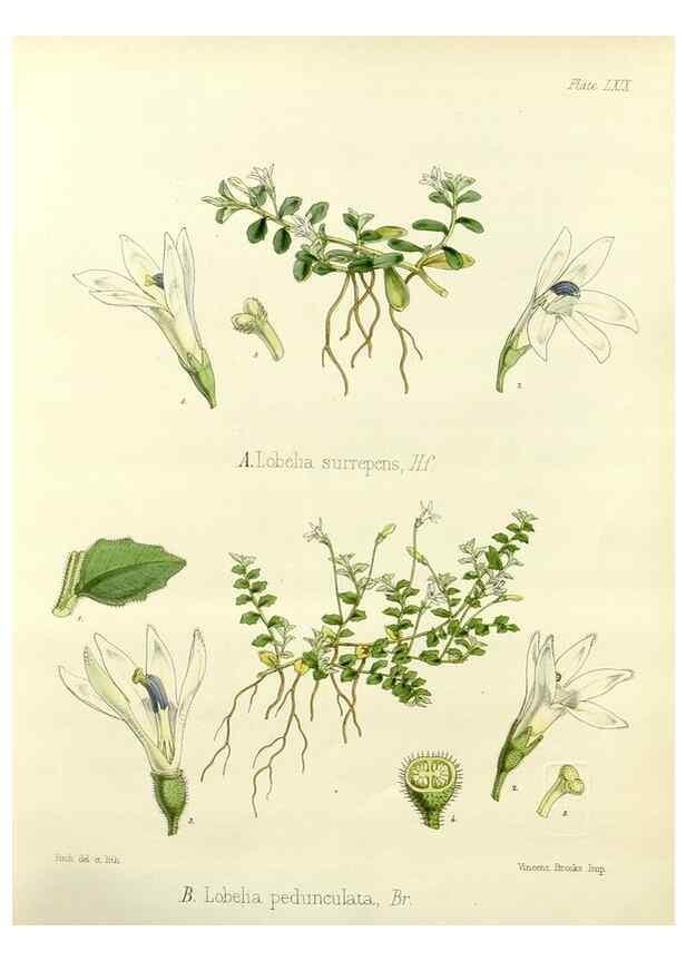 Reproducción/Reproduction 32956894942: The botany of the Antarctic voyage of H.M. discovery ships Erebus and Terror in the Years 1839-1843. London :Reeve Brothers,1844-1860.