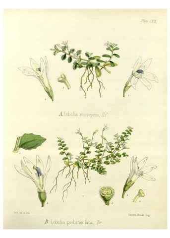 Reproducción/Reproduction 32956894942: The botany of the Antarctic voyage of H.M. discovery ships Erebus and Terror in the Years 1839-1843. London :Reeve Brothers,1844-1860.