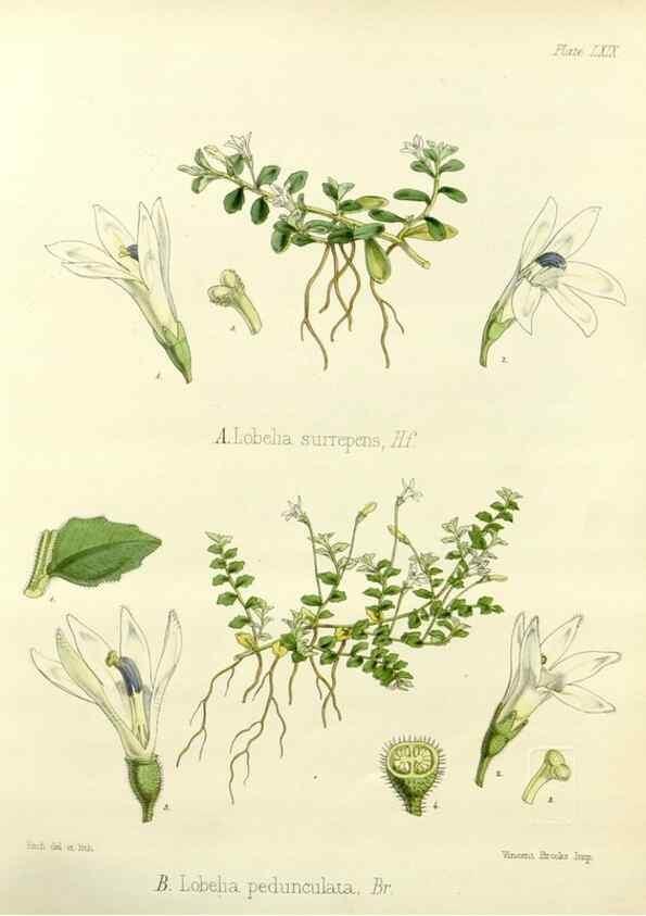 Reproducción/Reproduction 32956894942: The botany of the Antarctic voyage of H.M. discovery ships Erebus and Terror in the Years 1839-1843. London :Reeve Brothers,1844-1860.