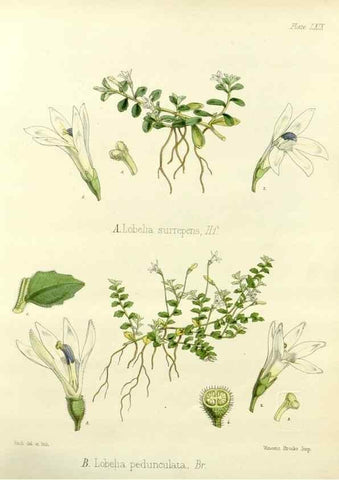 Reproducción/Reproduction 32956894942: The botany of the Antarctic voyage of H.M. discovery ships Erebus and Terror in the Years 1839-1843. London :Reeve Brothers,1844-1860.
