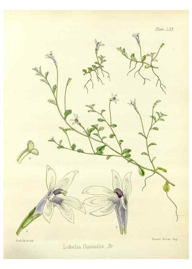 Reproducción/Reproduction 33071526346: The botany of the Antarctic voyage of H.M. discovery ships Erebus and Terror in the Years 1839-1843. London :Reeve Brothers,1844-1860.