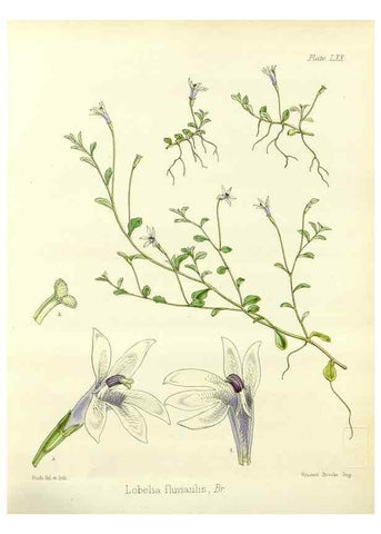 Reproducción/Reproduction 33071526346: The botany of the Antarctic voyage of H.M. discovery ships Erebus and Terror in the Years 1839-1843. London :Reeve Brothers,1844-1860.
