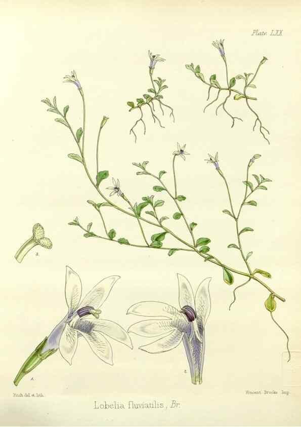 Reproducción/Reproduction 33071526346: The botany of the Antarctic voyage of H.M. discovery ships Erebus and Terror in the Years 1839-1843. London :Reeve Brothers,1844-1860.