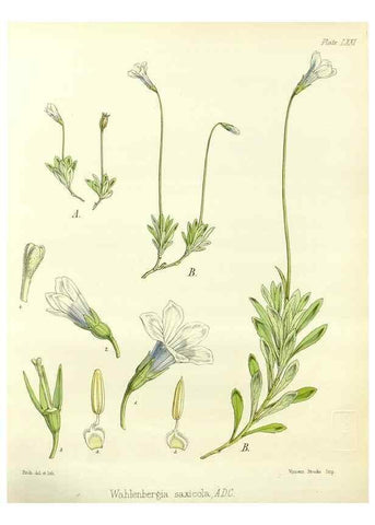 Reproducción/Reproduction 32297604013: The botany of the Antarctic voyage of H.M. discovery ships Erebus and Terror in the Years 1839-1843. London :Reeve Brothers,1844-1860.