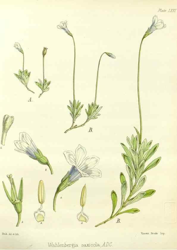 Reproducción/Reproduction 32297604013: The botany of the Antarctic voyage of H.M. discovery ships Erebus and Terror in the Years 1839-1843. London :Reeve Brothers,1844-1860.