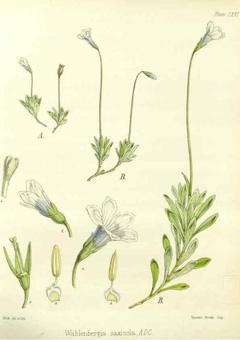 Reproducción/Reproduction 32297604013: The botany of the Antarctic voyage of H.M. discovery ships Erebus and Terror in the Years 1839-1843. London :Reeve Brothers,1844-1860.