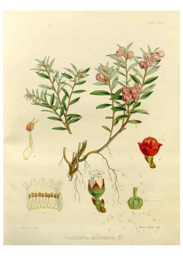 Reproducción/Reproduction 32297605473: The botany of the Antarctic voyage of H.M. discovery ships Erebus and Terror in the Years 1839-1843. London :Reeve Brothers,1844-1860.