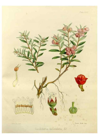 Reproducción/Reproduction 32297605473: The botany of the Antarctic voyage of H.M. discovery ships Erebus and Terror in the Years 1839-1843. London :Reeve Brothers,1844-1860.