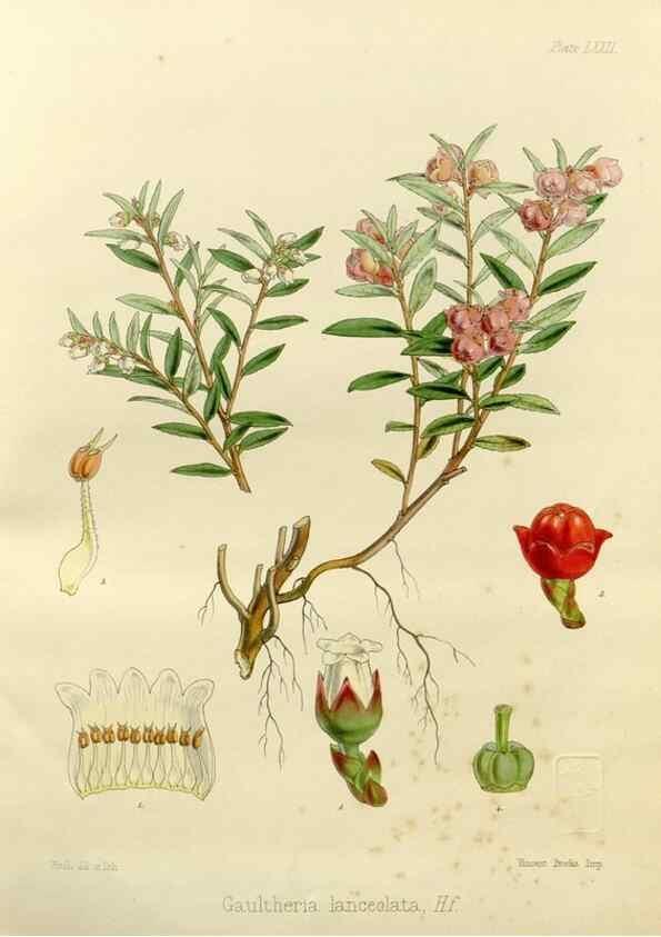 Reproducción/Reproduction 32297605473: The botany of the Antarctic voyage of H.M. discovery ships Erebus and Terror in the Years 1839-1843. London :Reeve Brothers,1844-1860.