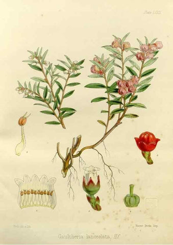 Reproducción/Reproduction 32297605473: The botany of the Antarctic voyage of H.M. discovery ships Erebus and Terror in the Years 1839-1843. London :Reeve Brothers,1844-1860.