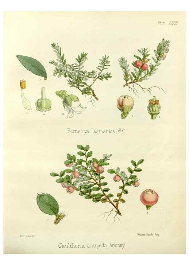 Reproducción/Reproduction 32986348921: The botany of the Antarctic voyage of H.M. discovery ships Erebus and Terror in the Years 1839-1843. London :Reeve Brothers,1844-1860.