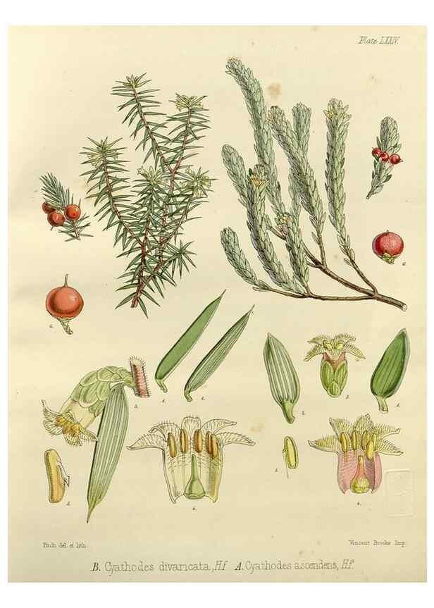 Reproducción/Reproduction 32986351001: The botany of the Antarctic voyage of H.M. discovery ships Erebus and Terror in the Years 1839-1843. London :Reeve Brothers,1844-1860.