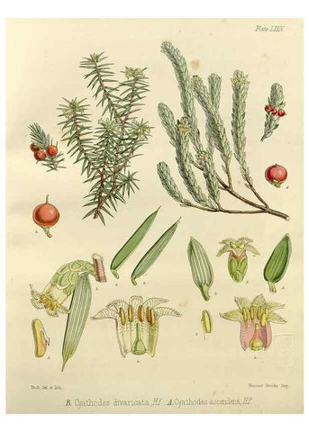 Reproducción/Reproduction 32986351001: The botany of the Antarctic voyage of H.M. discovery ships Erebus and Terror in the Years 1839-1843. London :Reeve Brothers,1844-1860.