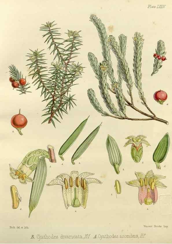 Reproducción/Reproduction 32986351001: The botany of the Antarctic voyage of H.M. discovery ships Erebus and Terror in the Years 1839-1843. London :Reeve Brothers,1844-1860.
