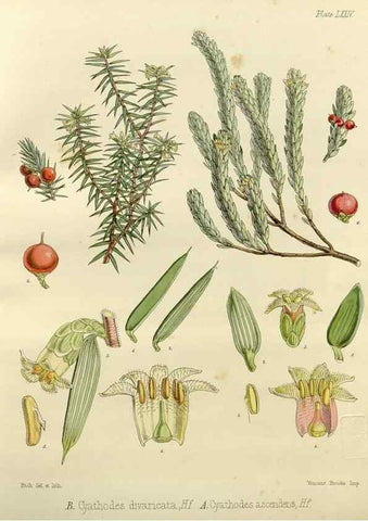 Reproducción/Reproduction 32986351001: The botany of the Antarctic voyage of H.M. discovery ships Erebus and Terror in the Years 1839-1843. London :Reeve Brothers,1844-1860.