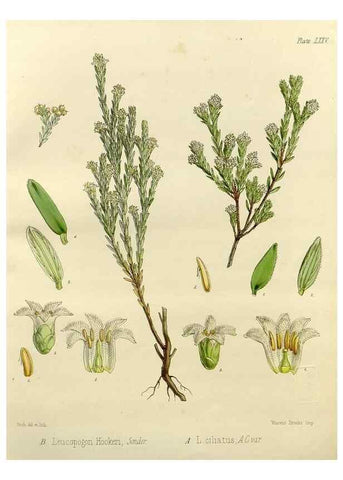 Reproducción/Reproduction 32986353291: The botany of the Antarctic voyage of H.M. discovery ships Erebus and Terror in the Years 1839-1843. London :Reeve Brothers,1844-1860.