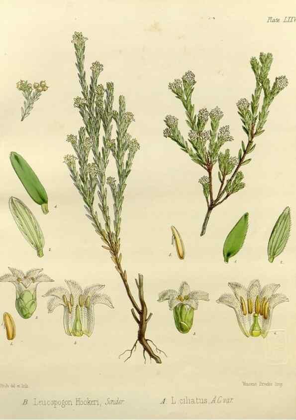Reproducción/Reproduction 32986353291: The botany of the Antarctic voyage of H.M. discovery ships Erebus and Terror in the Years 1839-1843. London :Reeve Brothers,1844-1860.