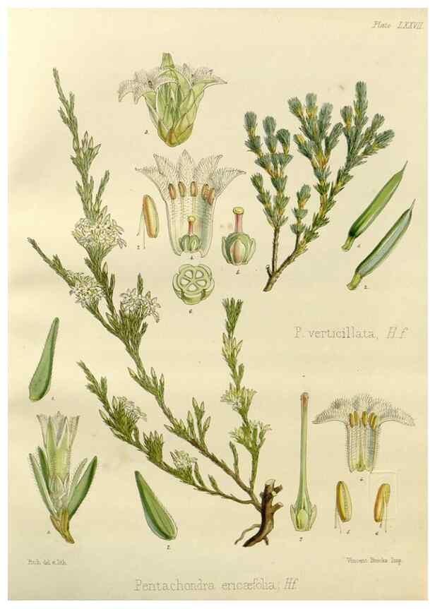 Reproducción/Reproduction 32267949534: The botany of the Antarctic voyage of H.M. discovery ships Erebus and Terror in the Years 1839-1843. London :Reeve Brothers,1844-1860.