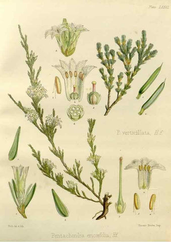 Reproducción/Reproduction 32267949534: The botany of the Antarctic voyage of H.M. discovery ships Erebus and Terror in the Years 1839-1843. London :Reeve Brothers,1844-1860.