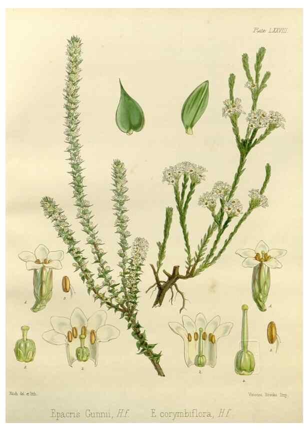 Reproducción/Reproduction 32267952254: The botany of the Antarctic voyage of H.M. discovery ships Erebus and Terror in the Years 1839-1843. London :Reeve Brothers,1844-1860.