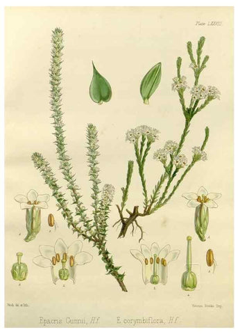 Reproducción/Reproduction 32267952254: The botany of the Antarctic voyage of H.M. discovery ships Erebus and Terror in the Years 1839-1843. London :Reeve Brothers,1844-1860.