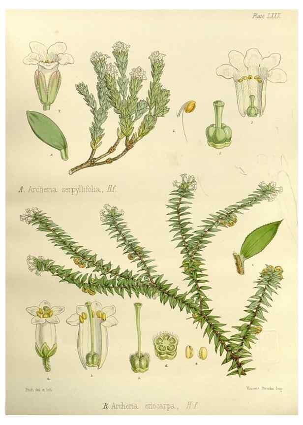 Reproducción/Reproduction 33113125795: The botany of the Antarctic voyage of H.M. discovery ships Erebus and Terror in the Years 1839-1843. London :Reeve Brothers,1844-1860.
