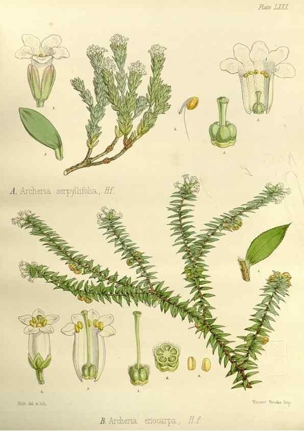 Reproducción/Reproduction 33113125795: The botany of the Antarctic voyage of H.M. discovery ships Erebus and Terror in the Years 1839-1843. London :Reeve Brothers,1844-1860.