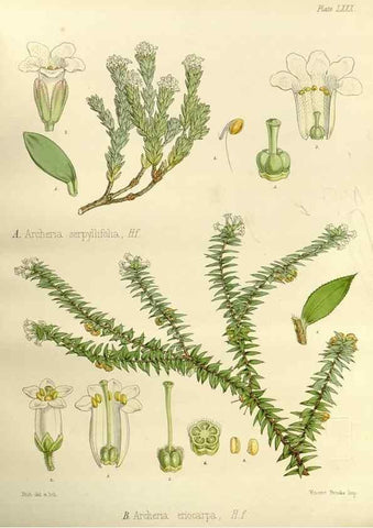 Reproducción/Reproduction 33113125795: The botany of the Antarctic voyage of H.M. discovery ships Erebus and Terror in the Years 1839-1843. London :Reeve Brothers,1844-1860.