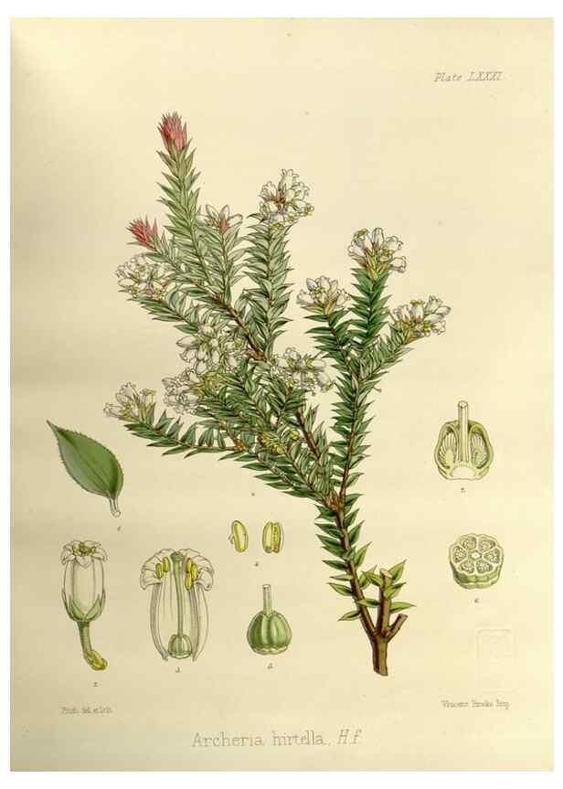 Reproducción/Reproduction 33113127045: The botany of the Antarctic voyage of H.M. discovery ships Erebus and Terror in the Years 1839-1843. London :Reeve Brothers,1844-1860.