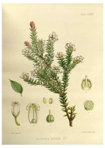 Reproducción/Reproduction 33113127045: The botany of the Antarctic voyage of H.M. discovery ships Erebus and Terror in the Years 1839-1843. London :Reeve Brothers,1844-1860.