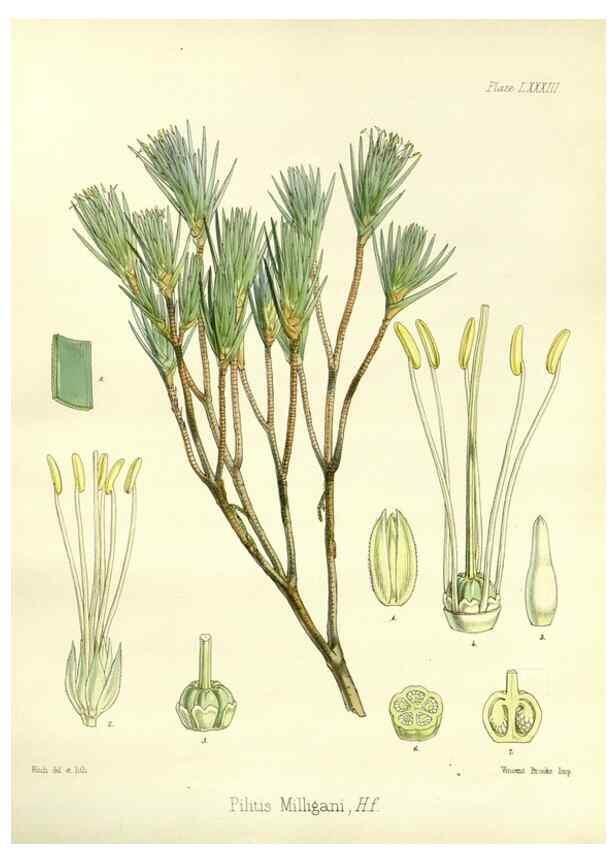 Reproducción/Reproduction 32297624383: The botany of the Antarctic voyage of H.M. discovery ships Erebus and Terror in the Years 1839-1843. London :Reeve Brothers,1844-1860.