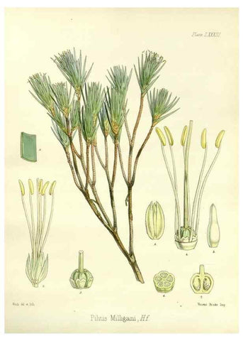Reproducción/Reproduction 32297624383: The botany of the Antarctic voyage of H.M. discovery ships Erebus and Terror in the Years 1839-1843. London :Reeve Brothers,1844-1860.