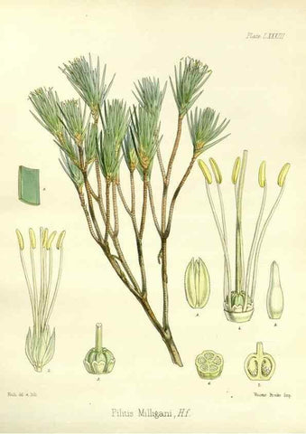 Reproducción/Reproduction 32297624383: The botany of the Antarctic voyage of H.M. discovery ships Erebus and Terror in the Years 1839-1843. London :Reeve Brothers,1844-1860.