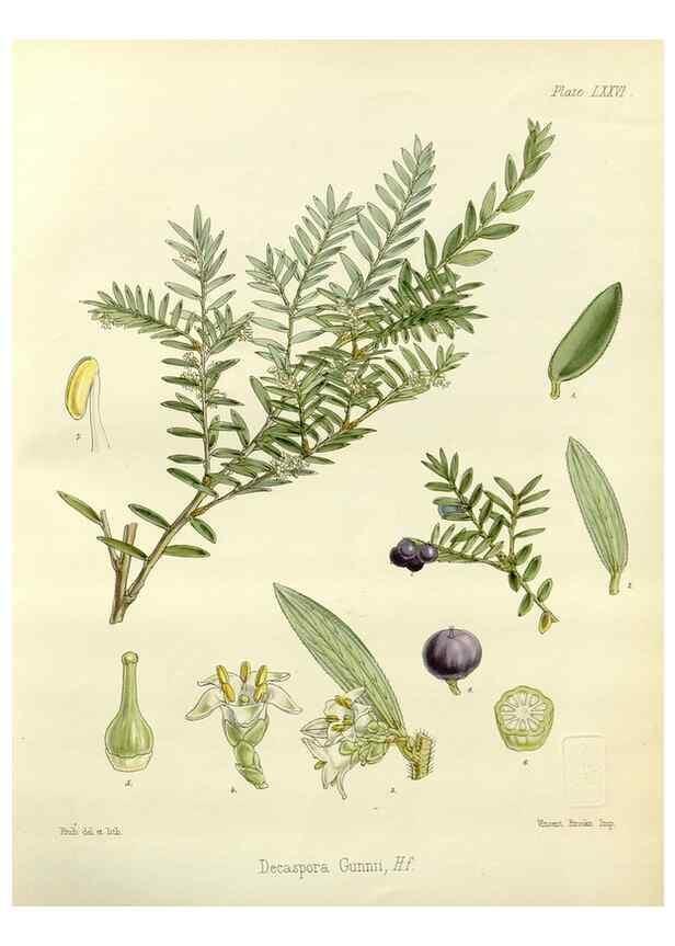 Reproducción/Reproduction 32986355521: The botany of the Antarctic voyage of H.M. discovery ships Erebus and Terror in the Years 1839-1843. London :Reeve Brothers,1844-1860.