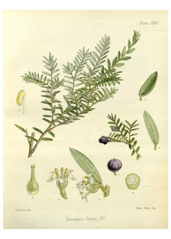 Reproducción/Reproduction 32986355521: The botany of the Antarctic voyage of H.M. discovery ships Erebus and Terror in the Years 1839-1843. London :Reeve Brothers,1844-1860.