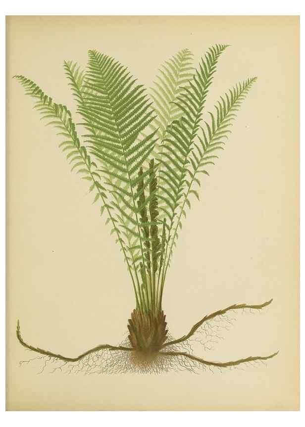 Reproducción/Reproduction 31927622962: Beautiful ferns from original water-color drawings after nature /. Troy, N.Y. :Nims and Knight,1887 [©1885]