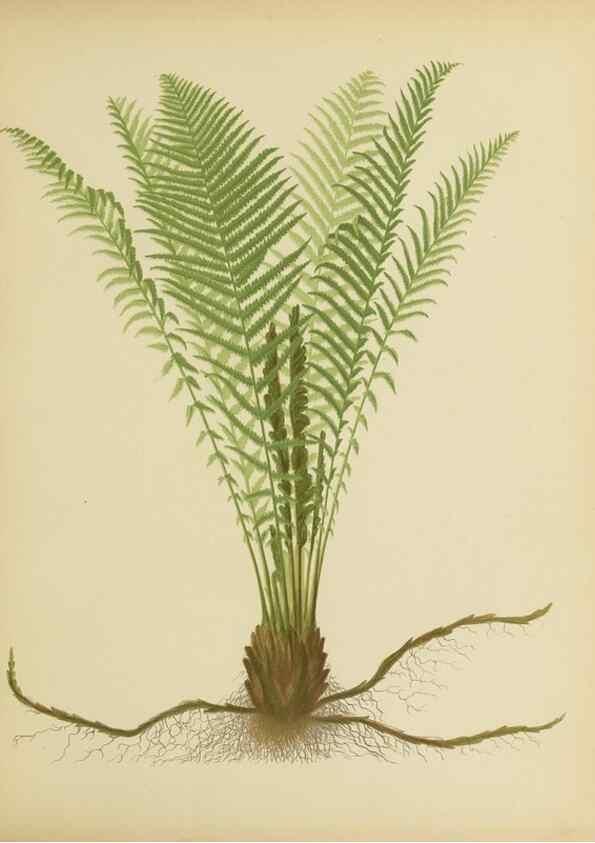 Reproducción/Reproduction 31927622962: Beautiful ferns from original water-color drawings after nature /. Troy, N.Y. :Nims and Knight,1887 [©1885]