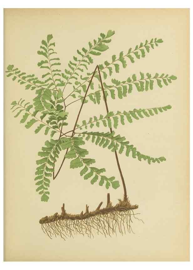 Reproducción/Reproduction 31927619252: Beautiful ferns from original water-color drawings after nature /. Troy, N.Y. :Nims and Knight,1887 [©1885]