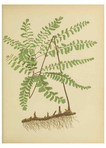 Reproducción/Reproduction 31927619252: Beautiful ferns from original water-color drawings after nature /. Troy, N.Y. :Nims and Knight,1887 [©1885]
