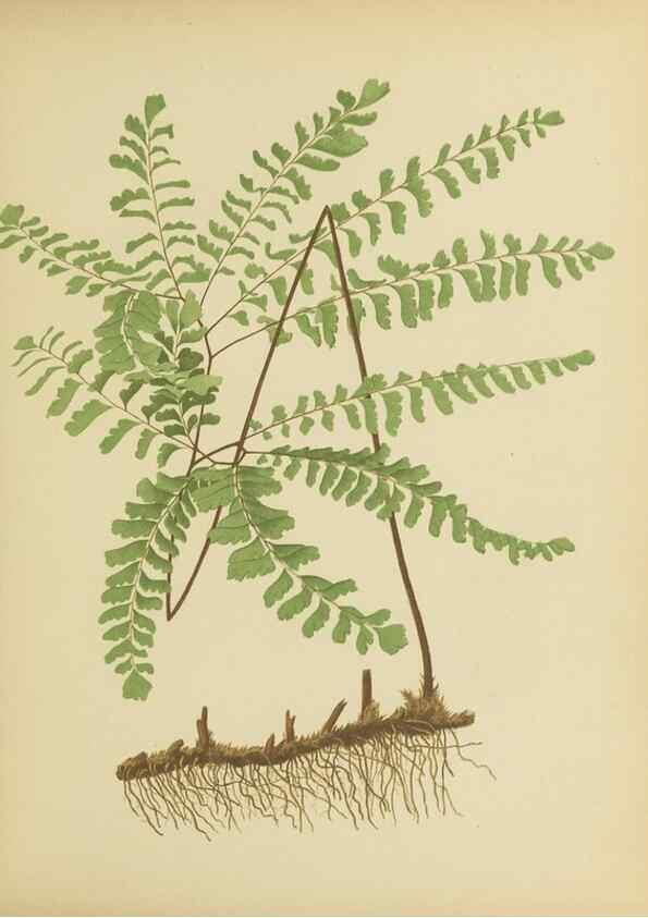 Reproducción/Reproduction 31927619252: Beautiful ferns from original water-color drawings after nature /. Troy, N.Y. :Nims and Knight,1887 [©1885]