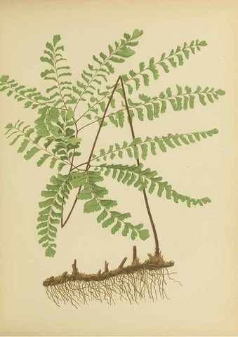 Reproducción/Reproduction 31927619252: Beautiful ferns from original water-color drawings after nature /. Troy, N.Y. :Nims and Knight,1887 [©1885]