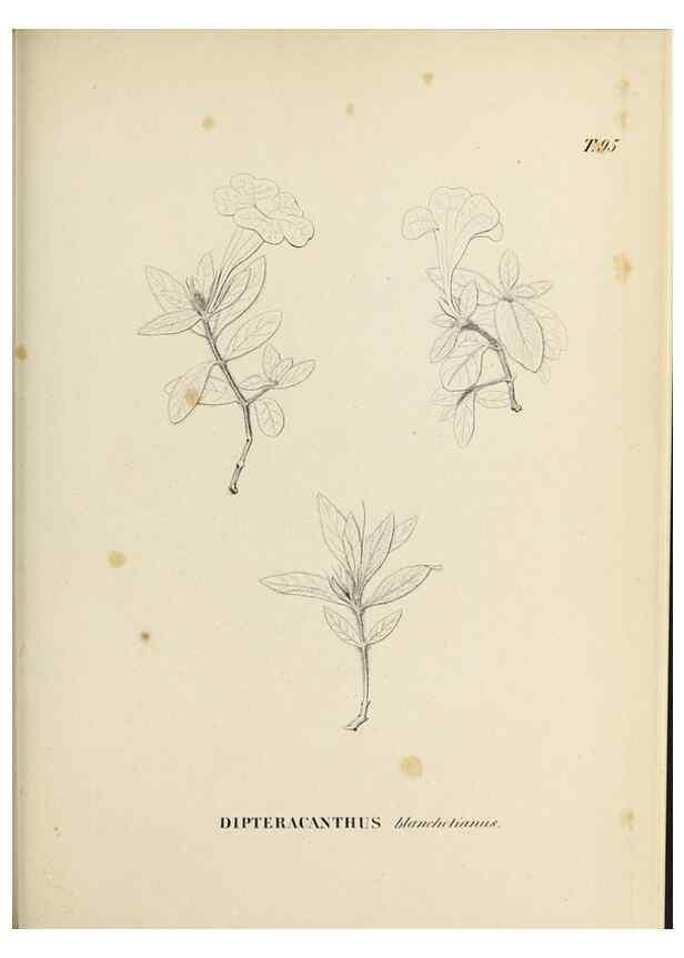 Reproducción/Reproduction 31374835500: Plantes nouvelles d'Amérique /. Genève :Imprimerie de Jules-Gme Fich, Rue des Belles-Filles, 40,1833-1846.